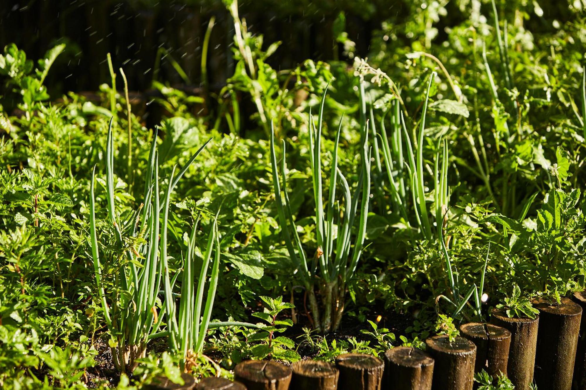 Hotel Fazenda Morros Verdes Ecolodge Ibiúna Eksteriør bilde